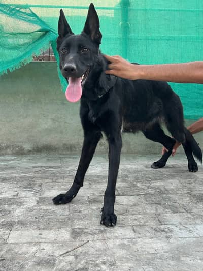 black jerman breeder female