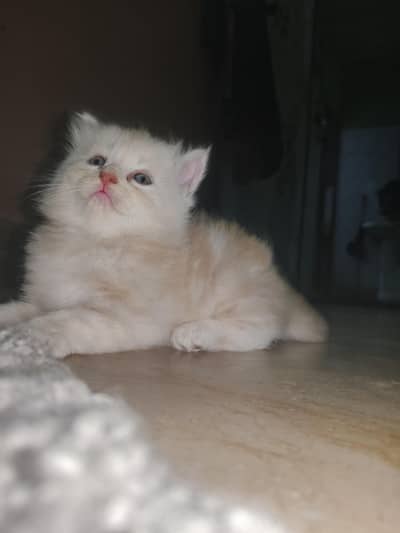 Two adorable fluffy Persian kittens available for sale! 