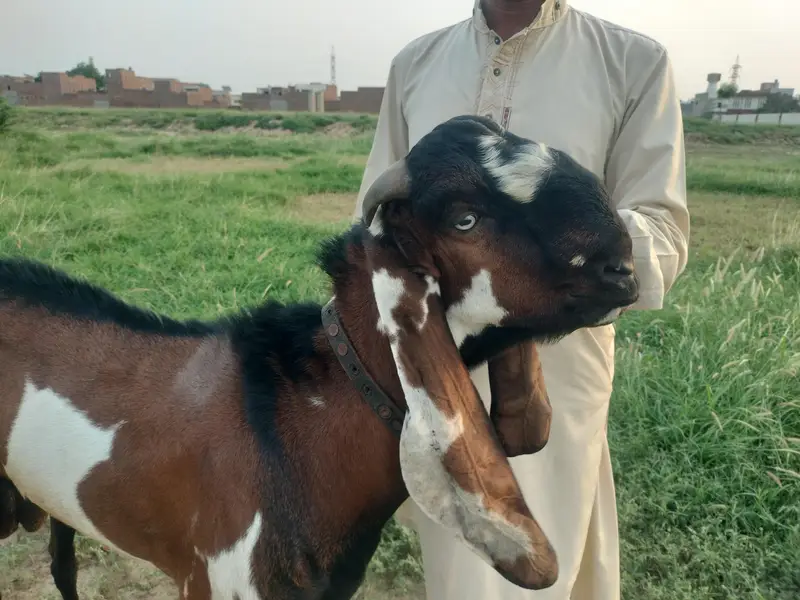 pure nagra male — photo 2