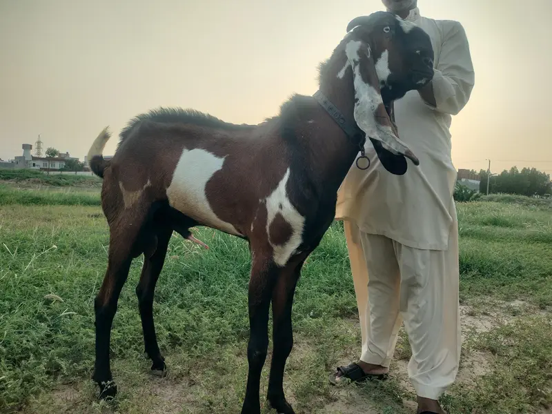 pure nagra male — photo 3