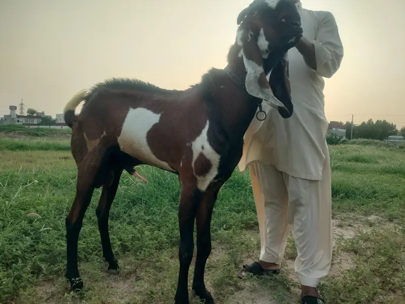 pure nagra male — photo 4