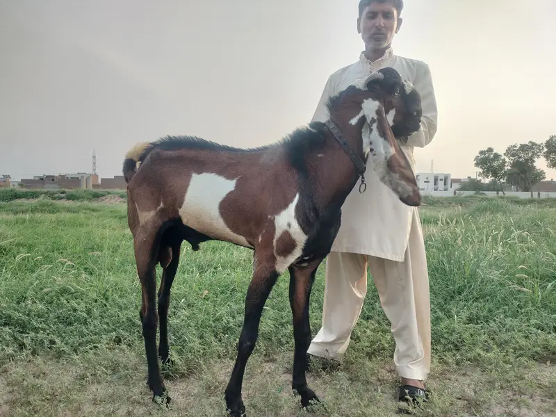 pure nagra male — photo 6