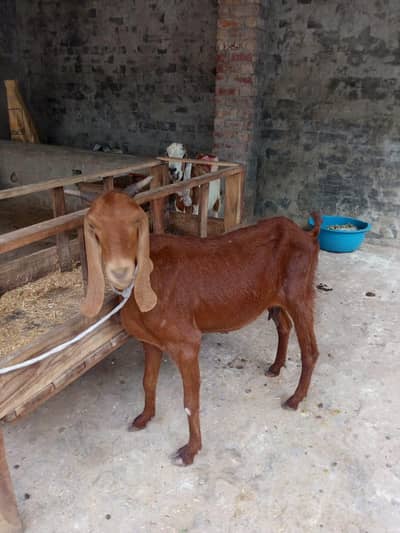 1.5 month ki ghaban confirm Healthy and Active