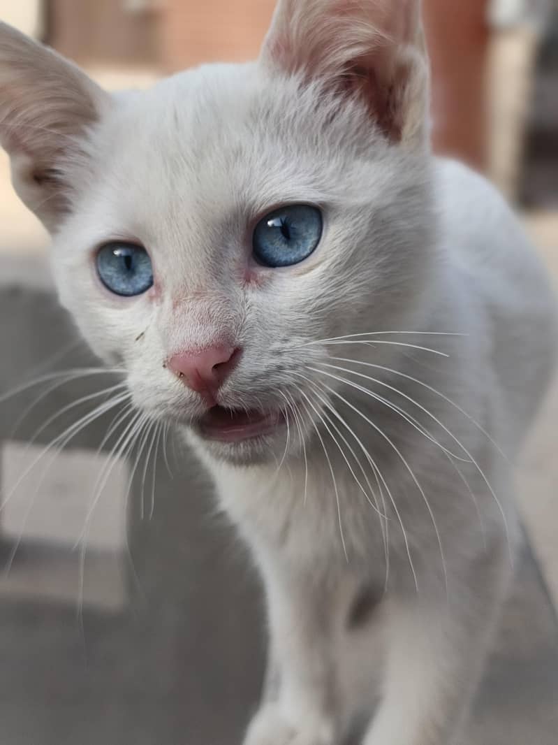 Fully active cat 1