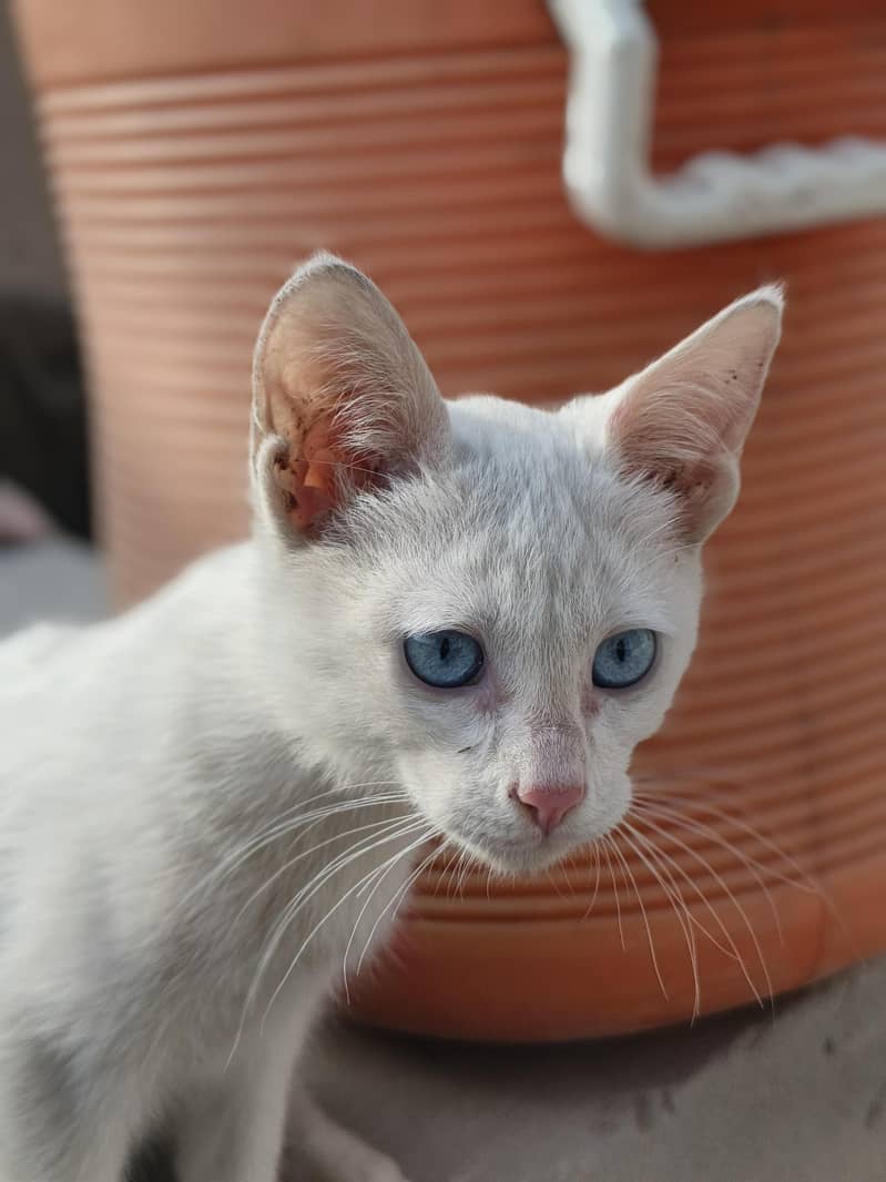 Fully active cat 2