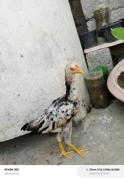 one chick is 3000 Rs