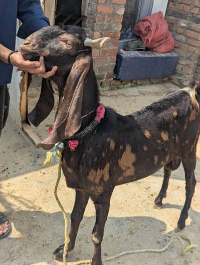 Ek bakri dhood wali sath bacha male Bakra sindi blackdumba