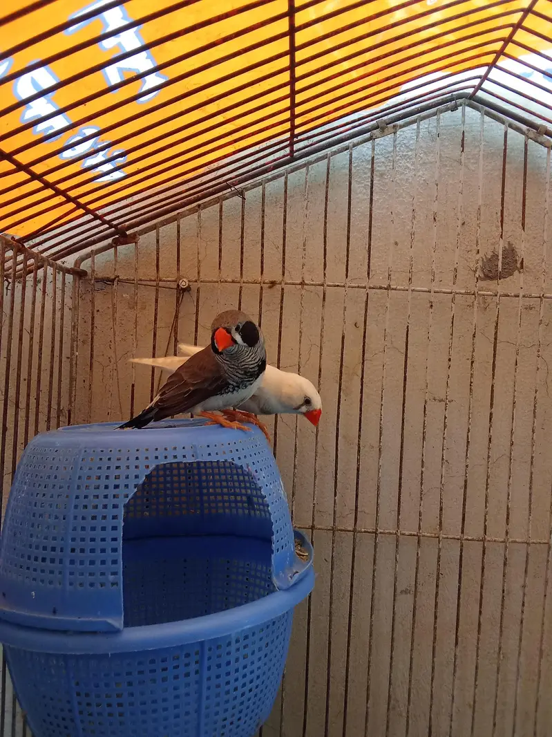 2 . zebra finches male — photo 4