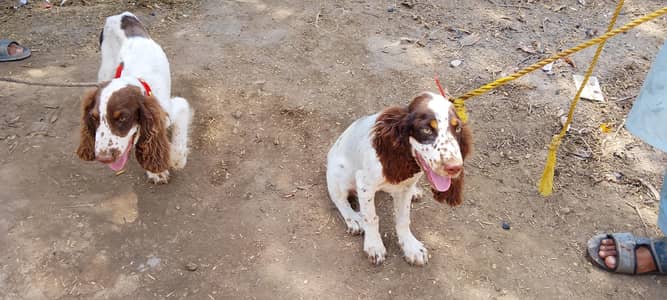 Dogs for sale