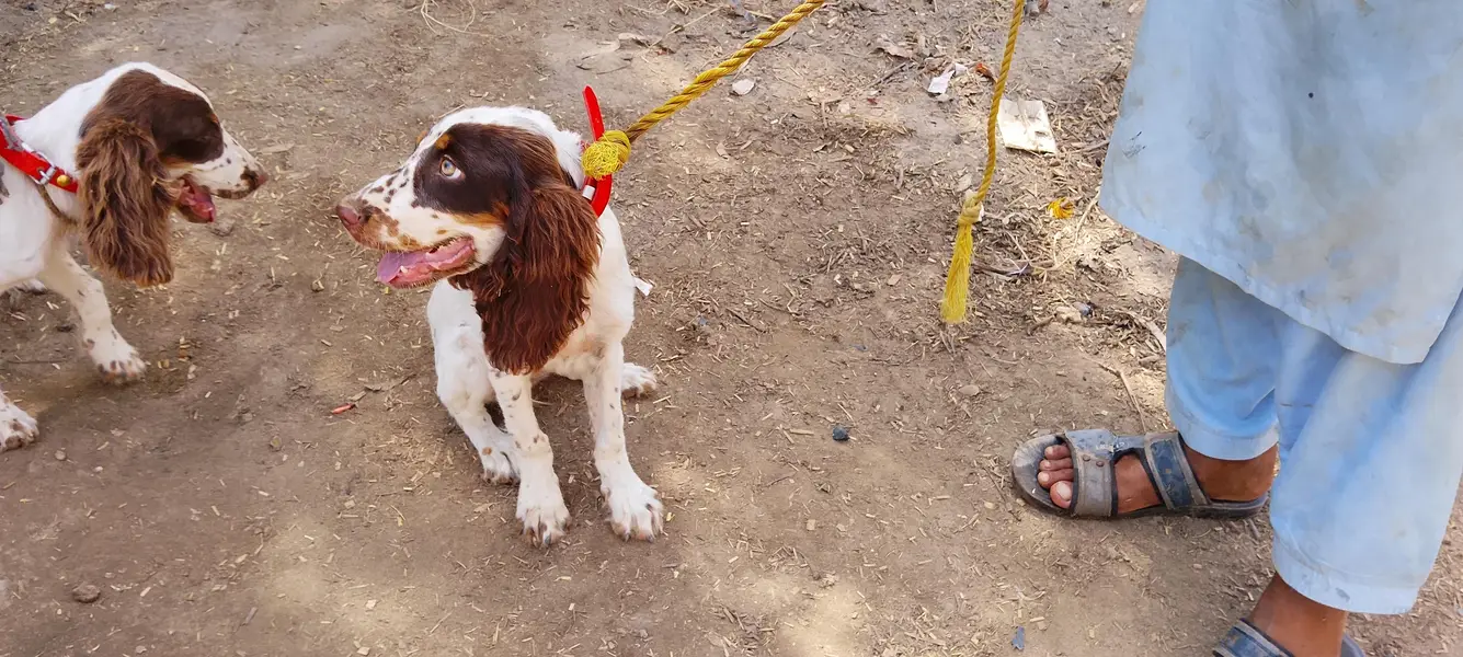cocker spaniel puppies pair liver and white — photo 2