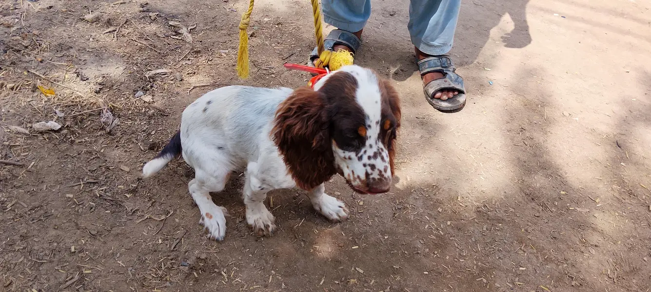cocker spaniel puppies pair liver and white — photo 3