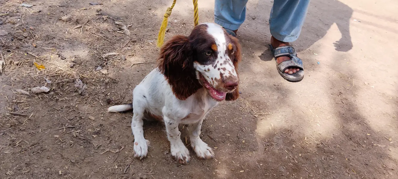 cocker spaniel puppies pair liver and white — photo 4