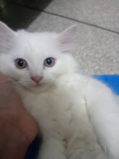 3 kittens and 1 mother for sale all are triple coated