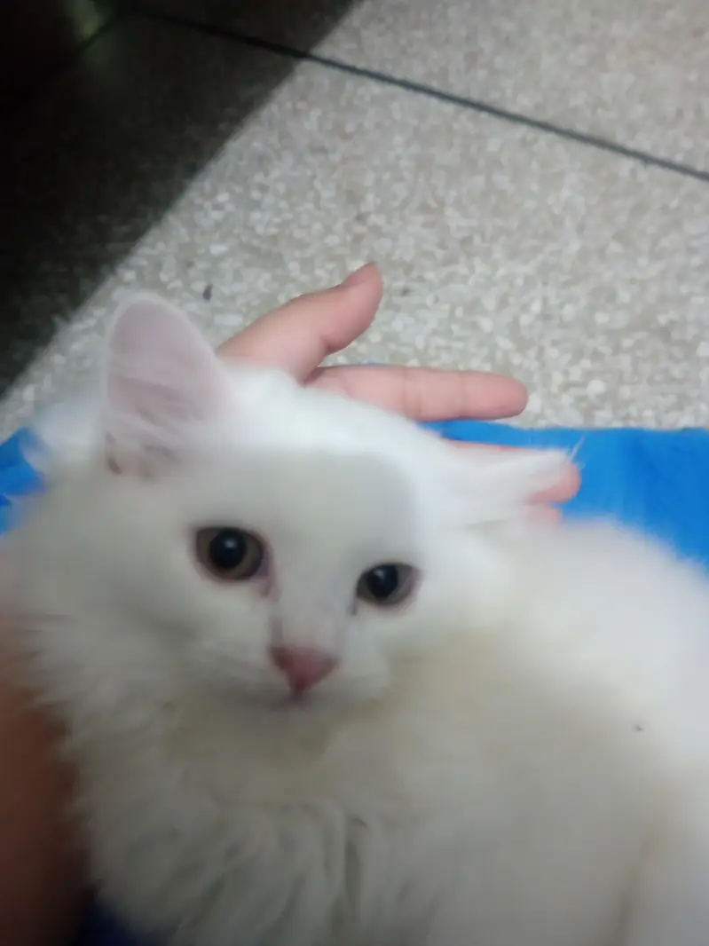 3 kittens and 1 mother for sale all are triple coated — photo 2