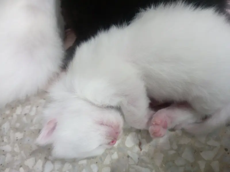 3 kittens and 1 mother for sale all are triple coated — photo 3