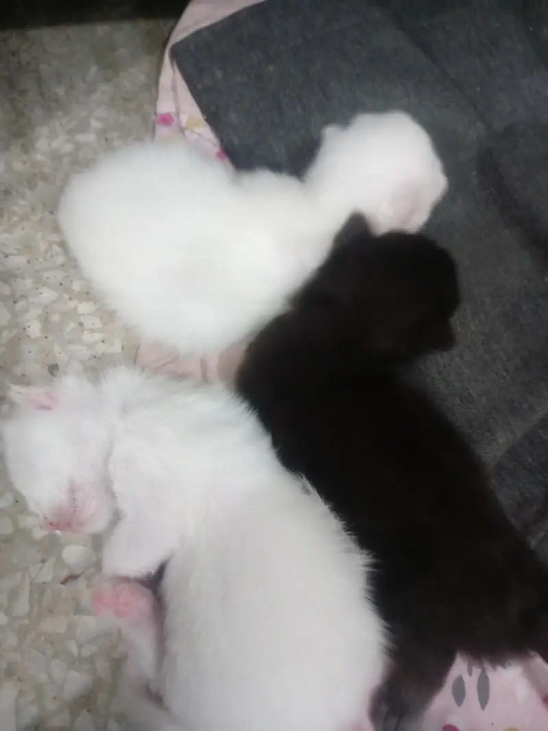 3 kittens and 1 mother for sale all are triple coated — photo 4