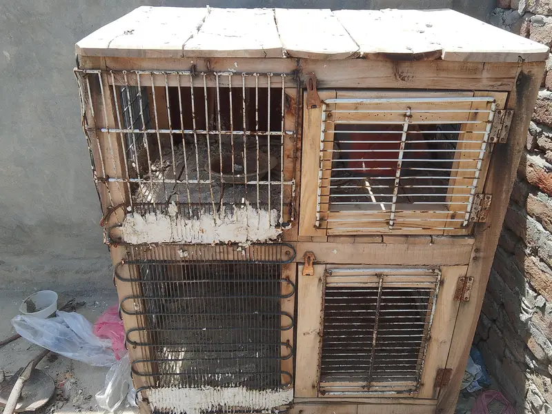 hen cage wooden cage bird