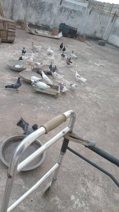 pigeons
