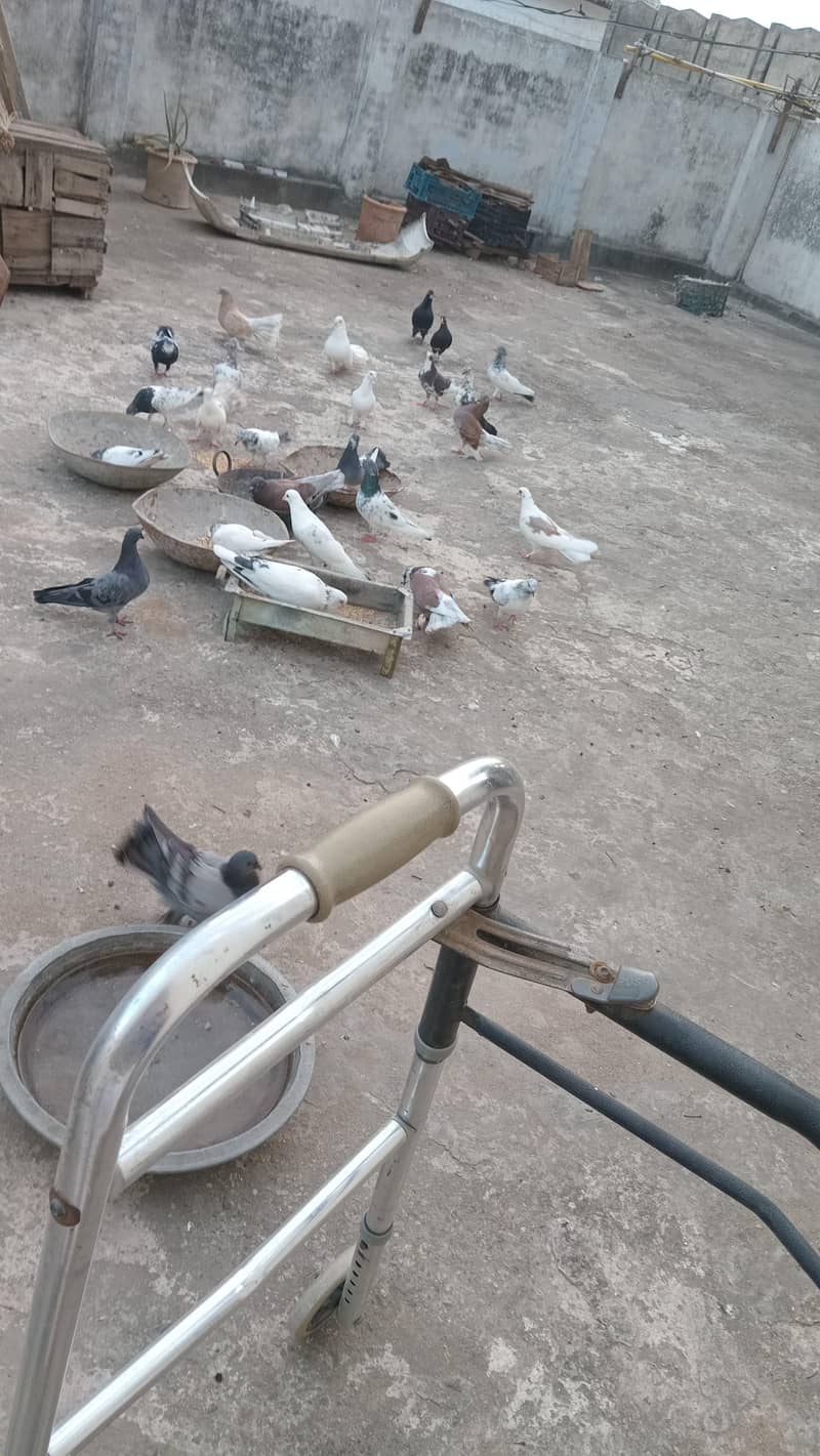 pigeons 0