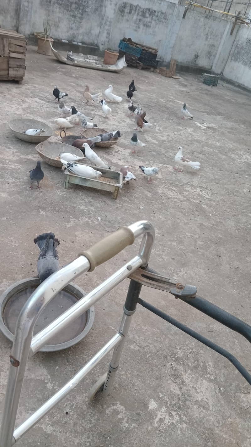 pigeons 1