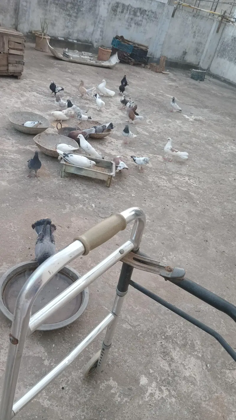 pigeons — photo 2