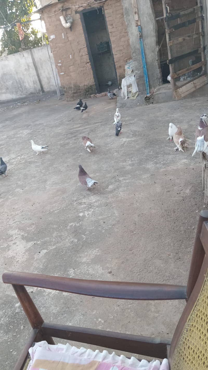 pigeons 2