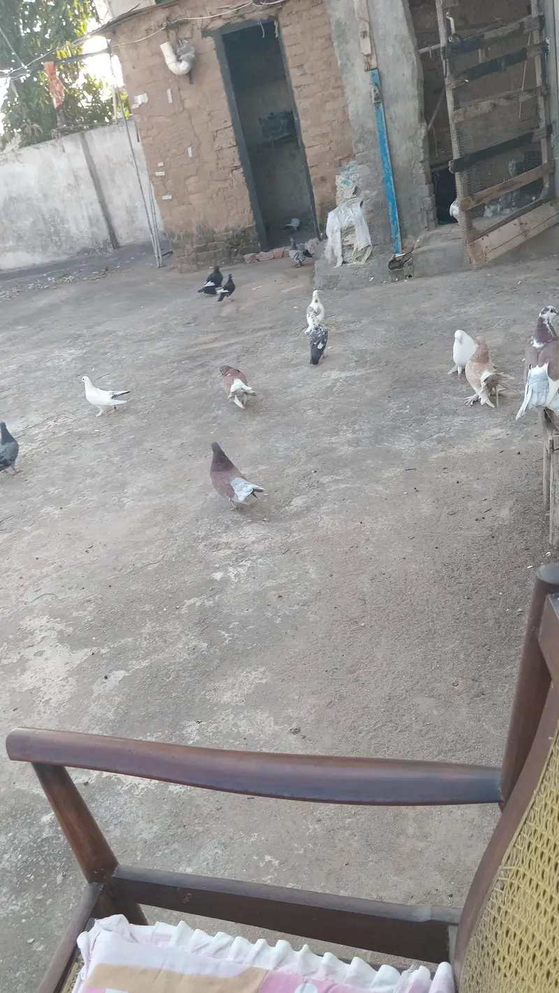 pigeons — photo 3