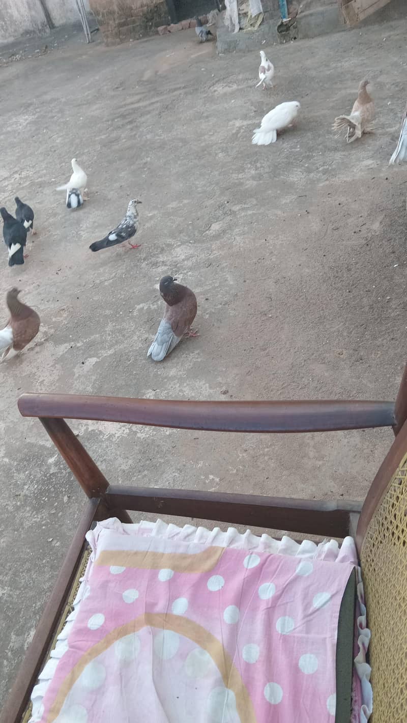 pigeons 3