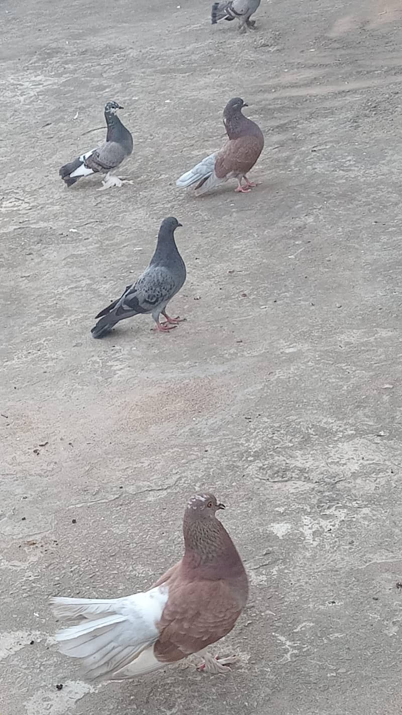pigeons 4