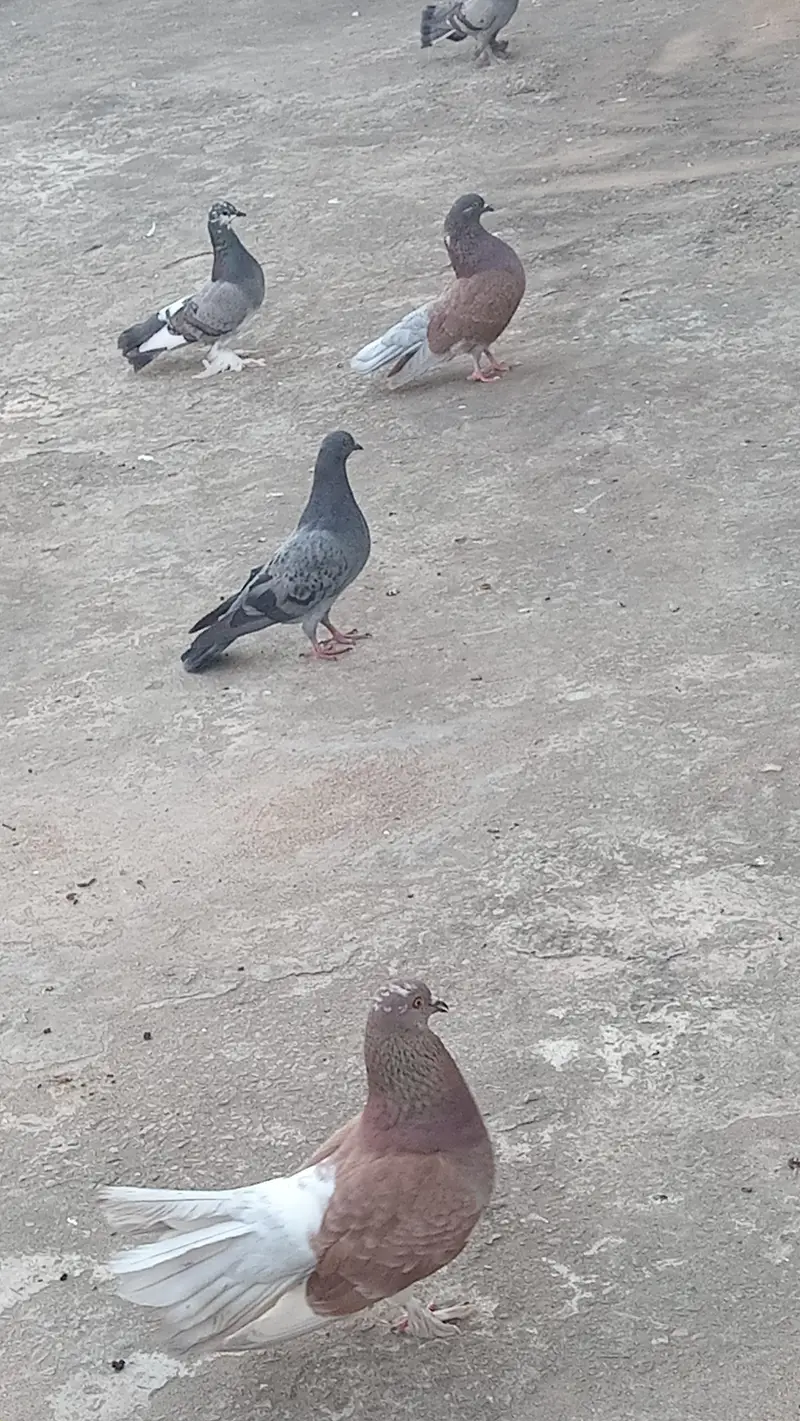 pigeons — photo 5