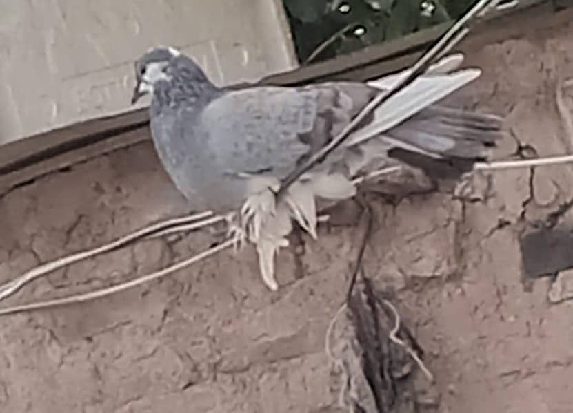 pigeons 5