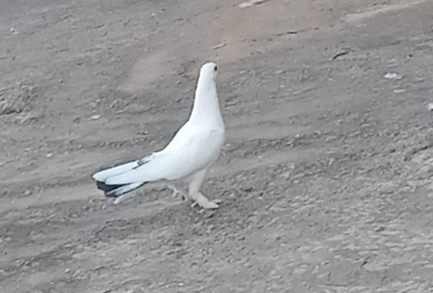 pigeons 6