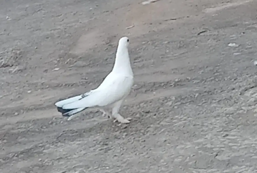 pigeons — photo 7