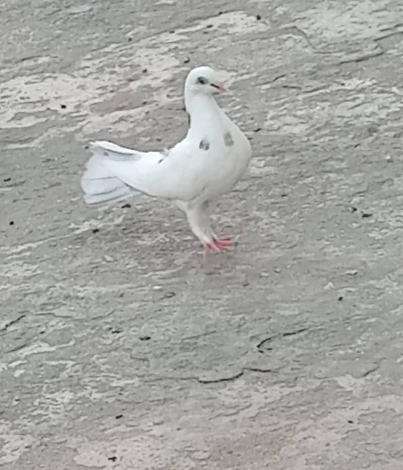 pigeons 7