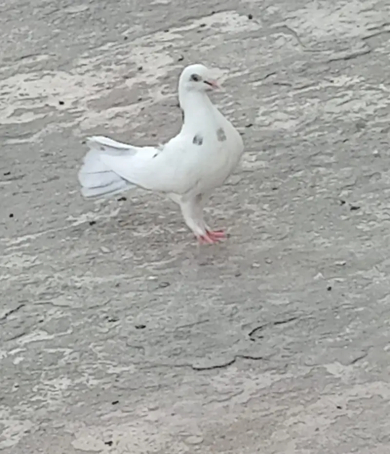 pigeons — photo 8
