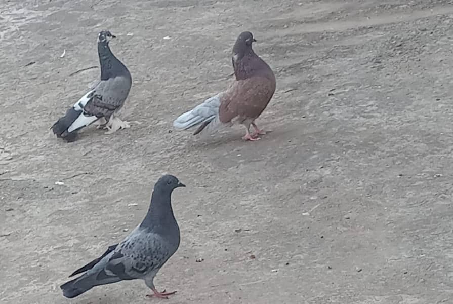 pigeons 8