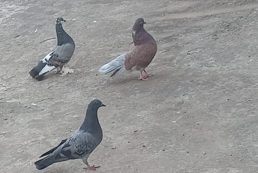 pigeons — photo 9