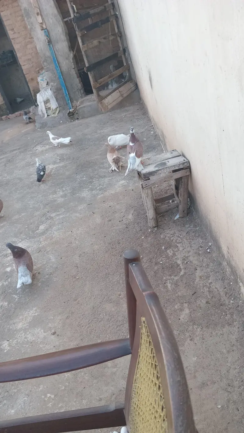 pigeons — photo 10