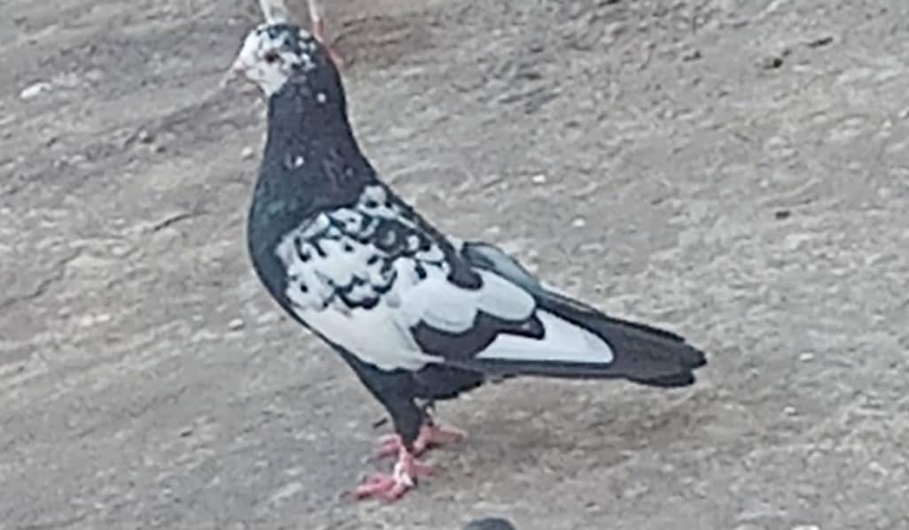 pigeons 10