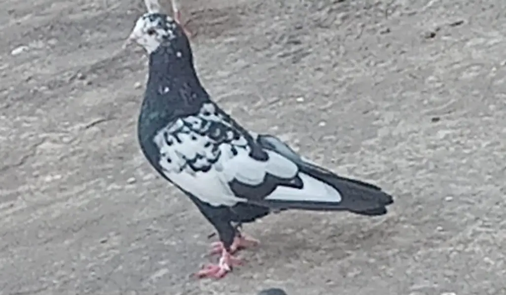 pigeons — photo 11