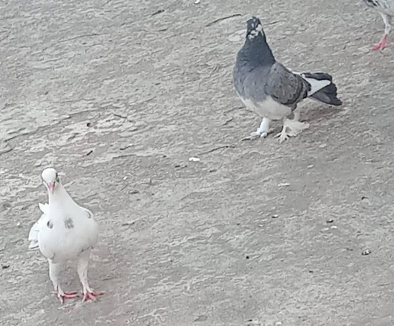 pigeons 11