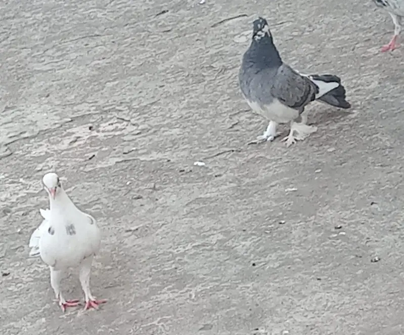 pigeons — photo 12