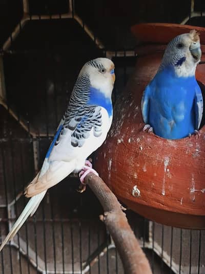 good size Budgie Pair