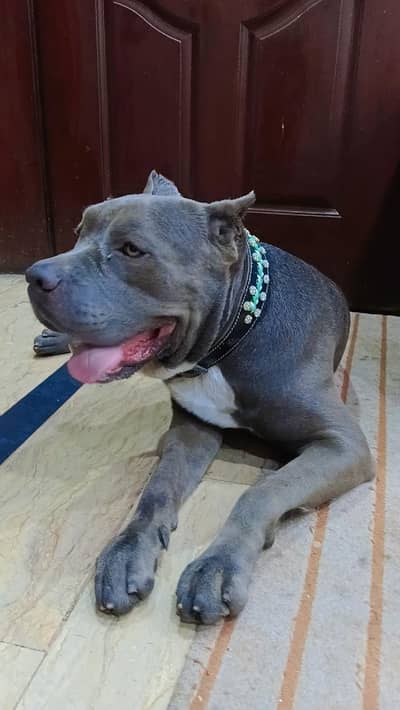 Pit Bull male for sale