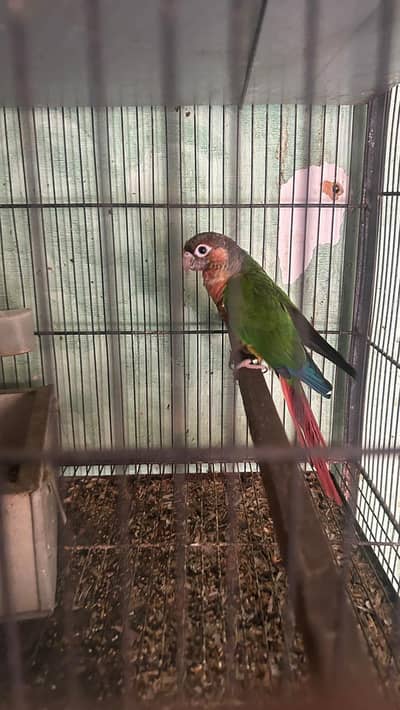 Green Conure Breeder Male