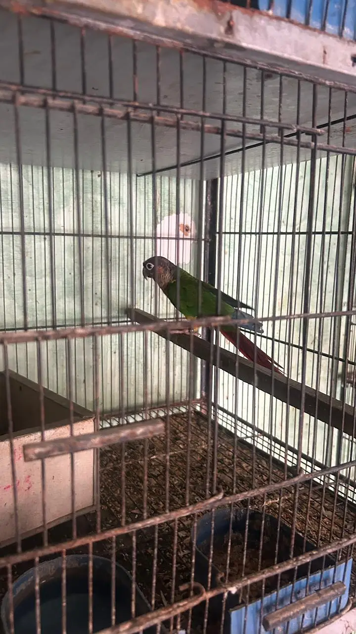 Green Conure Breeder Male — photo 2
