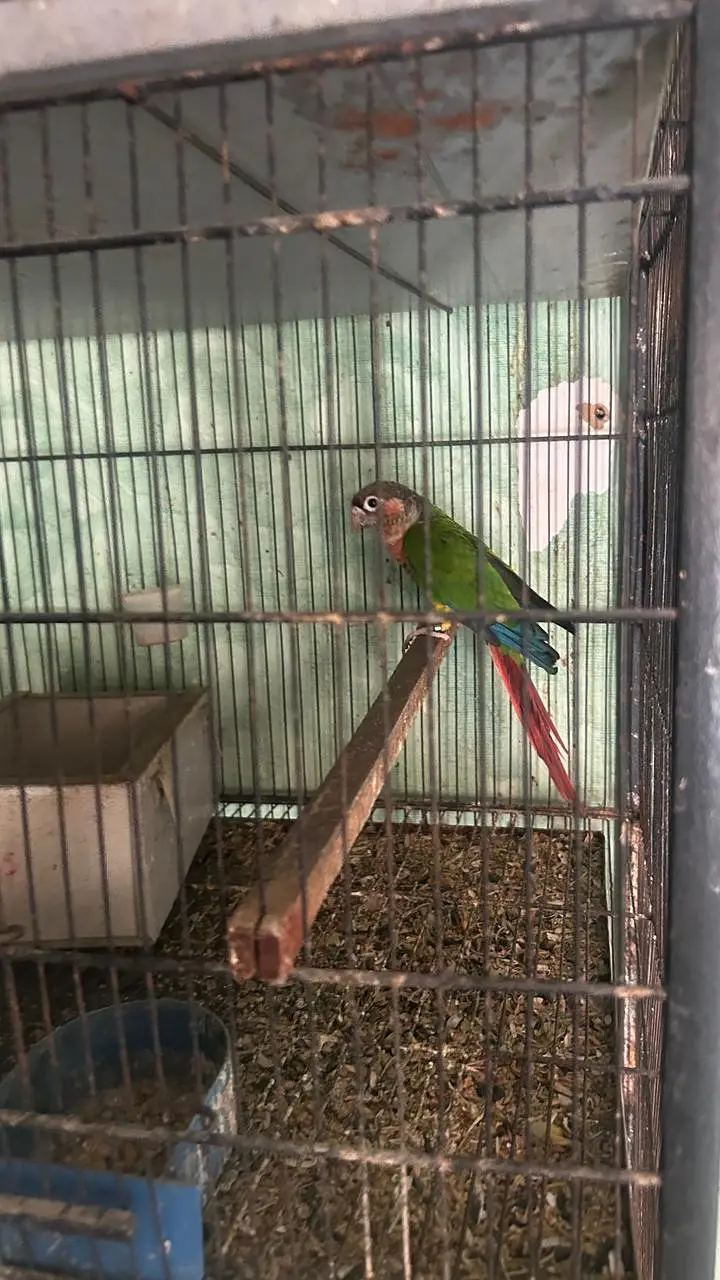 Green Conure Breeder Male — photo 3