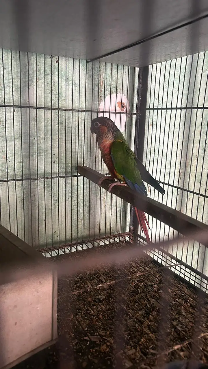 Green Conure Breeder Male — photo 4