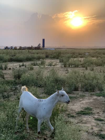 Barbari Male Breeder Buck - 2 Dant (18 Months)⁠