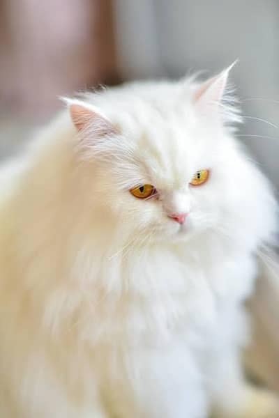 persion CAt